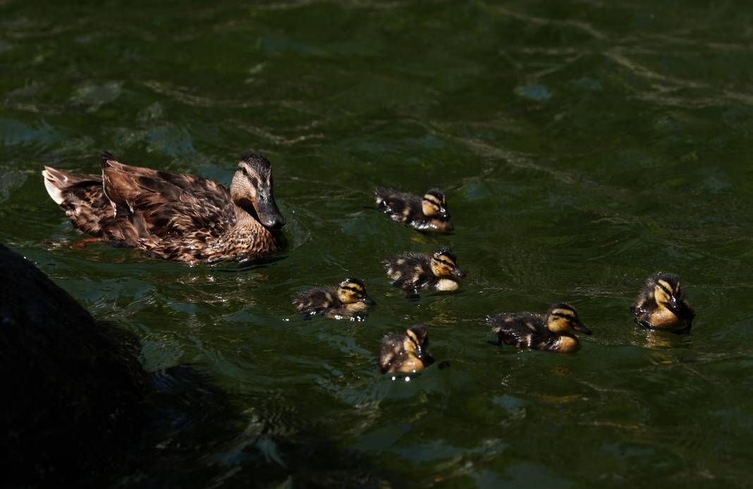 Kuğulu Park'ın sevimli ördek yavruları suya dalış yaptı 13